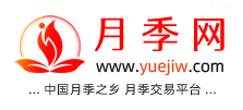 中国上海龙凤419，月季品种介绍和养护知识分享专业网站(图1)