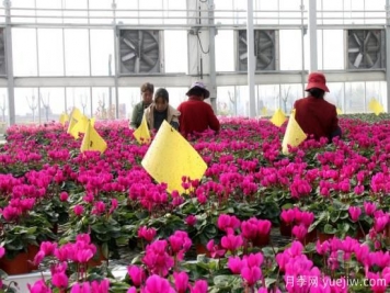 扬州高邮：每天发货30万株，花工厂绽放乡村振兴致富花