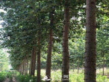 河南周口：培育出不飞絮的杨树新品种