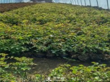 各类盆栽月季上市，南阳杯苗基地全国批发中