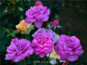 南昌滨江月季园，带你去看天下风流的江西月季花