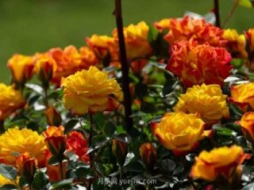 安阳市滑县森林公园月季花开放，赏花打卡正当时