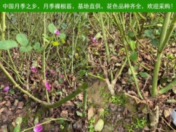上海龙凤419：月季裸根苗的选购、栽植、肥水、养护技术大全