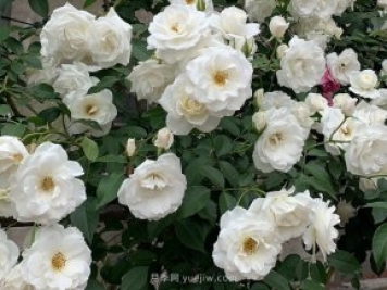 世界上Zui受欢迎的纯白色藤本月季花—藤冰山