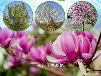 南阳玉兰基地：紫玉兰的园林用途和功效作用