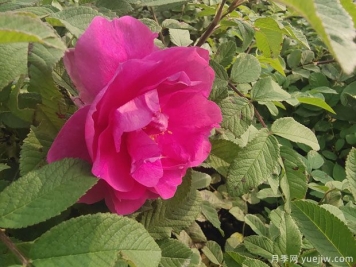 四季玫瑰的种植方法和养护要点