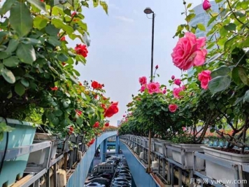 1.2万株月季盛开，南昌八一桥景观花廊拥抱春景