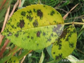 深秋天季节月季出现斑点的病害原因与防治