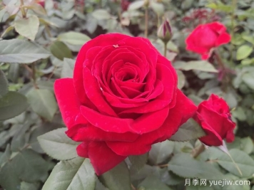 原产中国的玫瑰花(月季花)，是如何成为美国国花的？