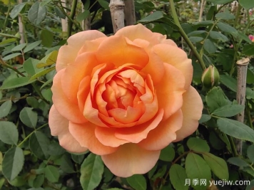 中国月季：欧洲玫瑰花的祖宗，为世界园艺做出了巨大贡献