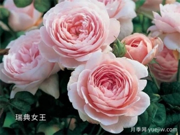 100种月季玫瑰品种图鉴大全，你认识有没有超过10个？