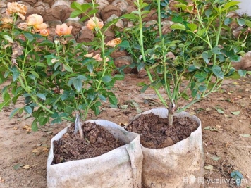 盆栽月季多年不换盆，3个办法也能保持生长旺盛