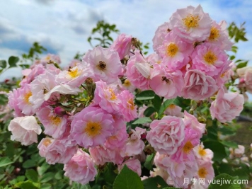 山木香和野蔷薇的辨识区别