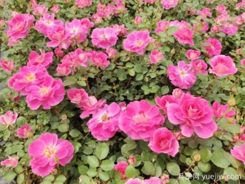 仙境盆栽月季杯苗粉色丰花，绿化工程批发