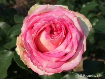 我的玫瑰月季/我的花