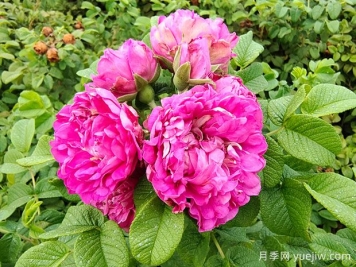 紫枝玫瑰，一年多次开花的绿化玫瑰