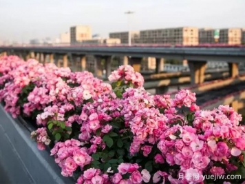 杭州高架月季实现定期开花，是如何进行花期调控的？