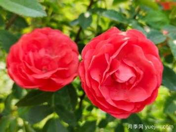 种上木香蔷薇花蛮强爆花，红橙白黄木香你喜欢哪个？