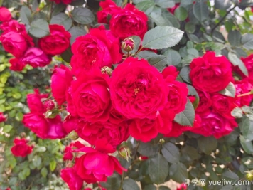 6款红色系的藤本月季品种，适合打造网红花墙