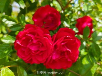 月季红木香爆花机器，花艳丽花量大花期长