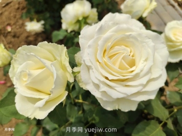 十一朵白玫瑰的花语和寓意