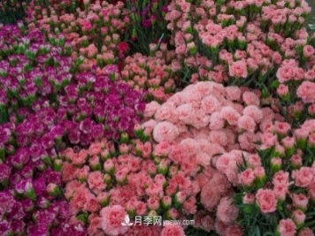 中国6大花市，全国花卉批发市场介绍