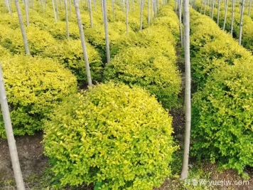 荆门沙洋县十里铺镇4万亩苗木成为致富的绿色产业