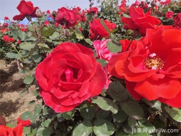 月季、玫瑰、蔷薇分别是什么？如何区别？