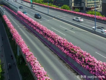 杭州高架月季初开，2024年又到走花路时间