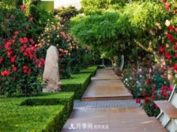 秦皇岛适合养月季花，市花和市树是什么