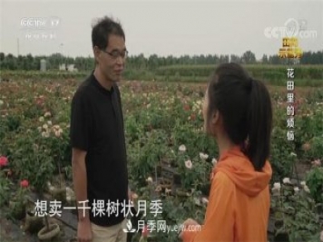 央视《田间示范秀》播出南阳月季种植故事《花田里的烦恼》